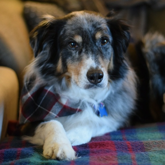 Meet your Posher, Betsy - Picture 2 of 5